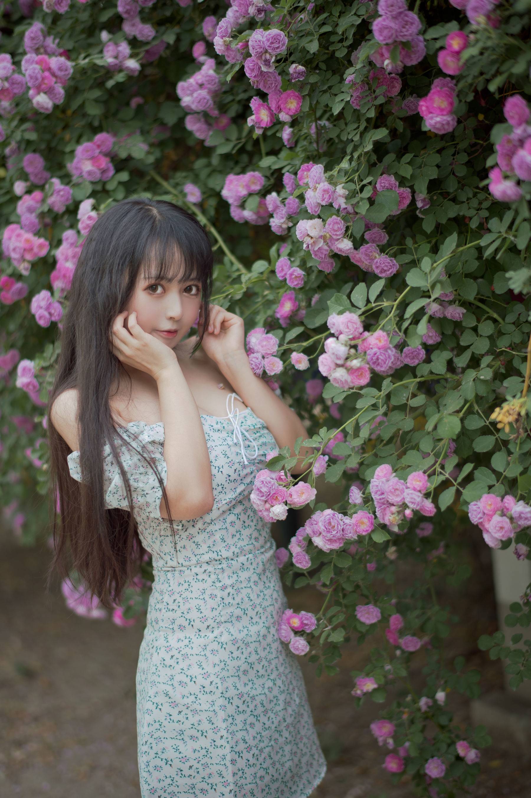Meow Sugar Film] Vol. 338 Rozen Maiden
