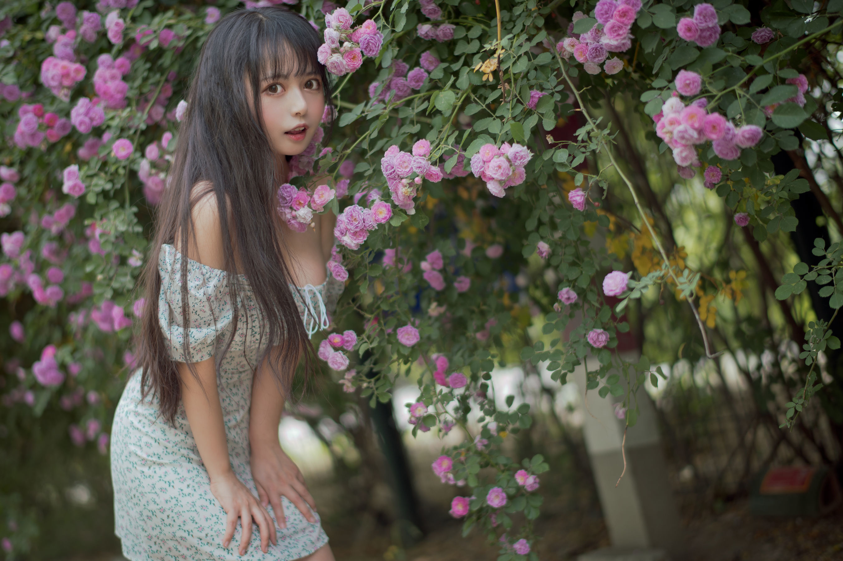 Meow Sugar Film] Vol. 338 Rozen Maiden