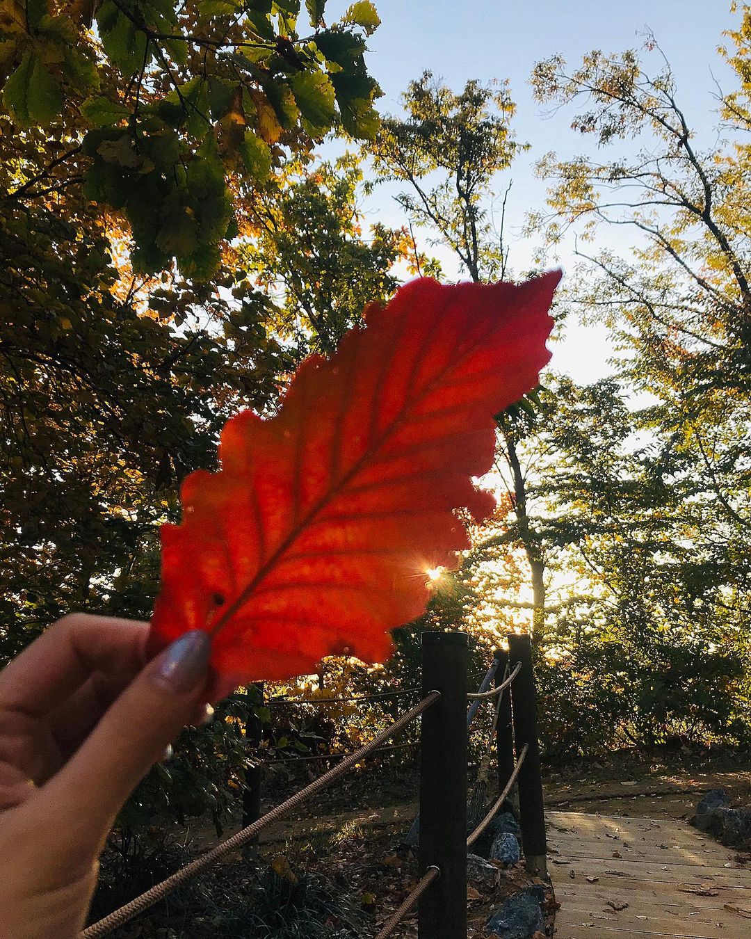 제니