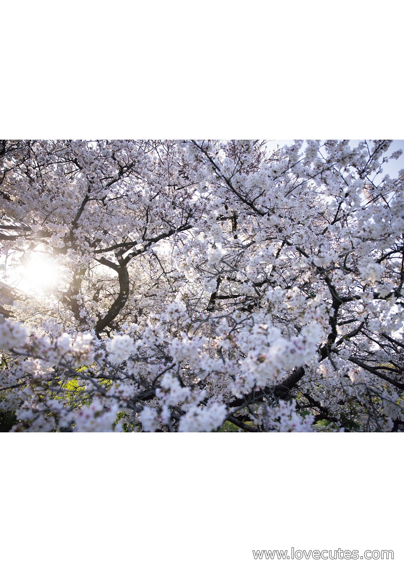 モデル] 葵つかさ - 完全版写真集：自然光の中で柔らかく清新な魅力を表現した200ページの個人作品集
