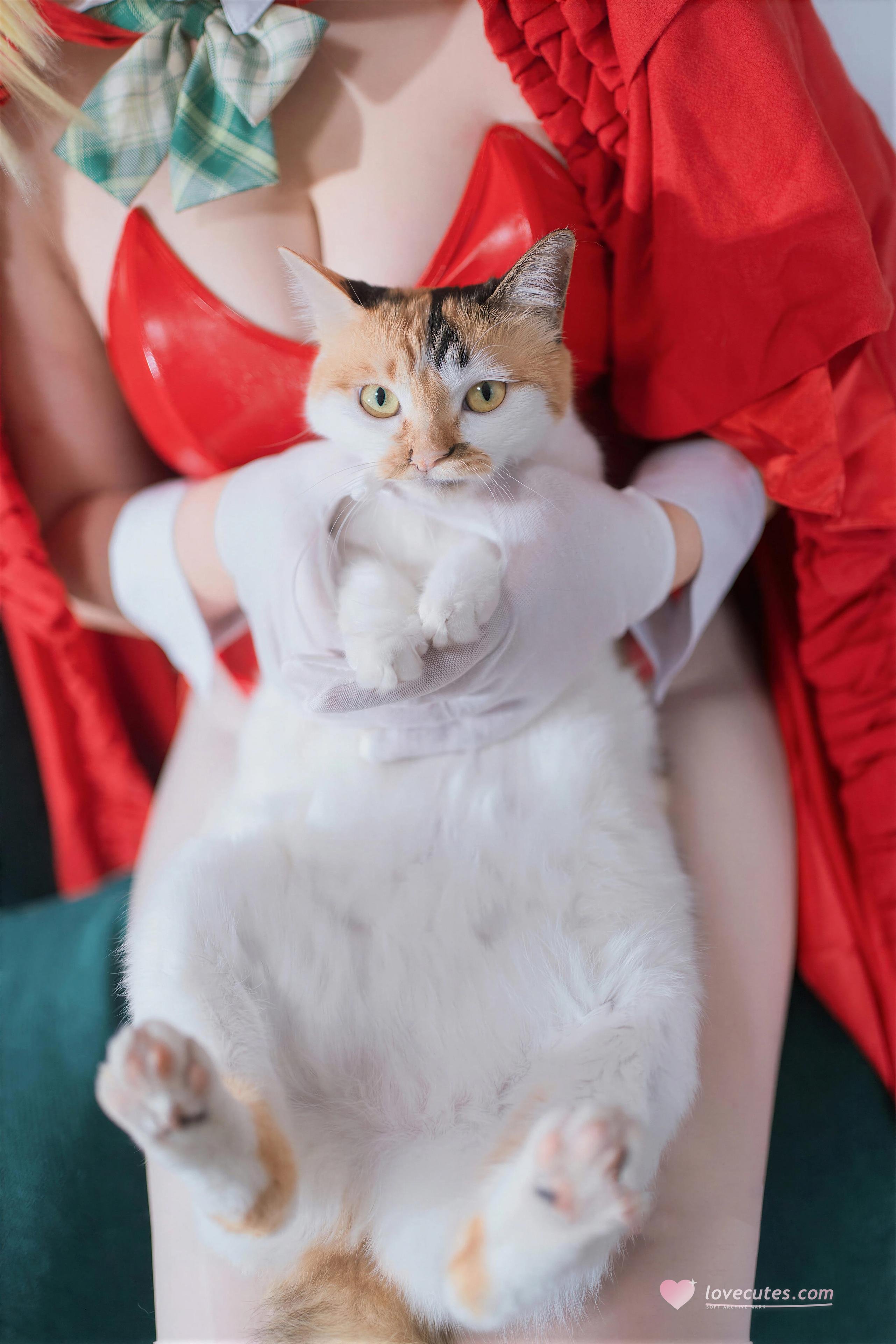 [Cosplay] Ah Ban is Very Happy Today - FGO Nero Christmas: Stunning Curves and Beautiful Legs Recreated 71P