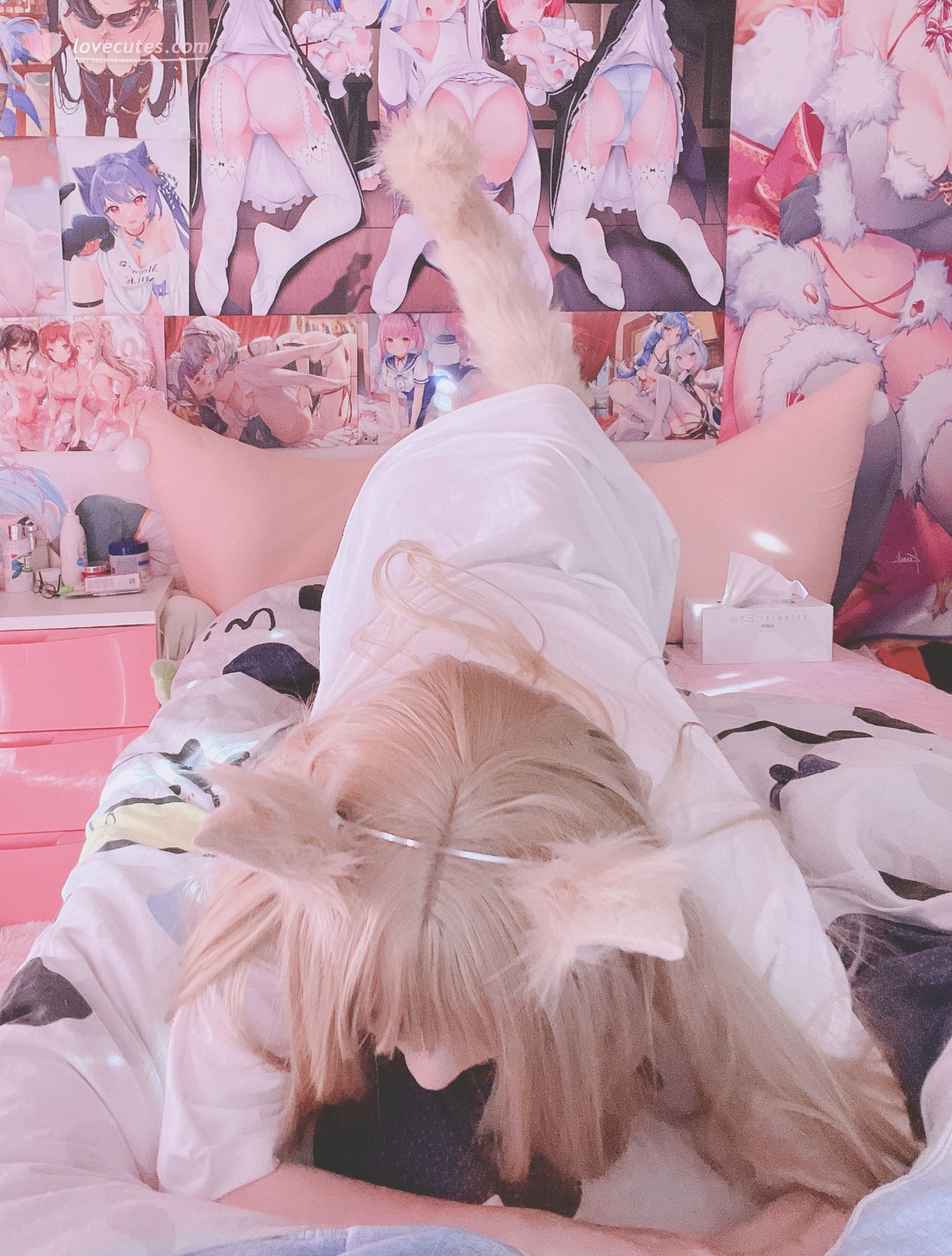 [Private Collection] Xidai Dai - Cat Ear Theme: White Hair Erotic Private Shoot 20P3V