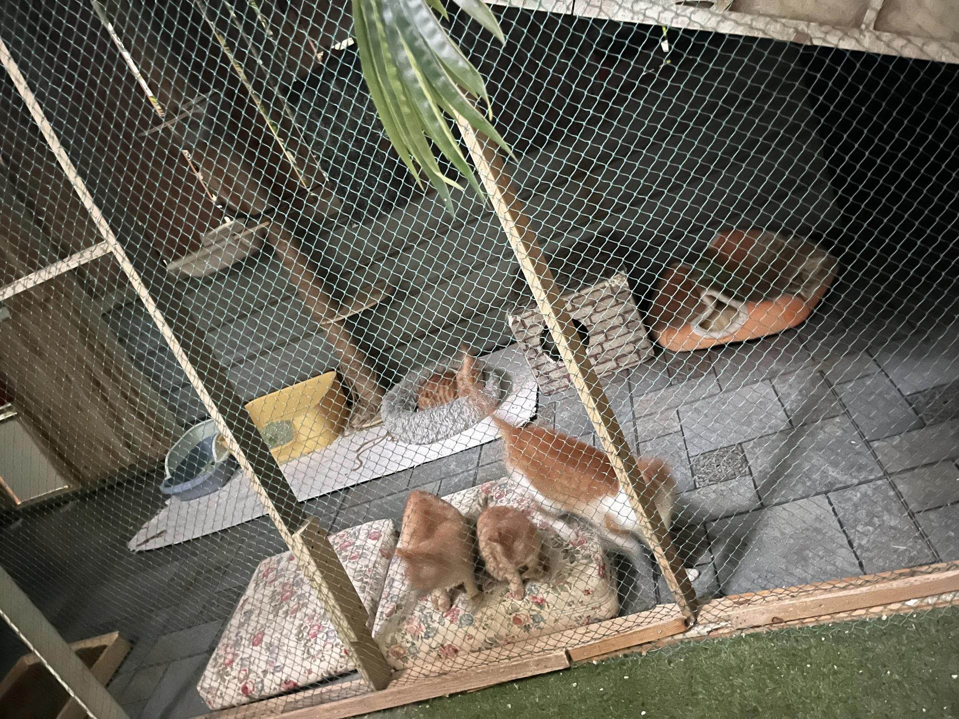 [사적] 阿半 오늘도 매우 즐거워요 - 오픈크로치 팬티 악마: 흑백 악마 의상 하이컷 검은 스타킹 75P2V